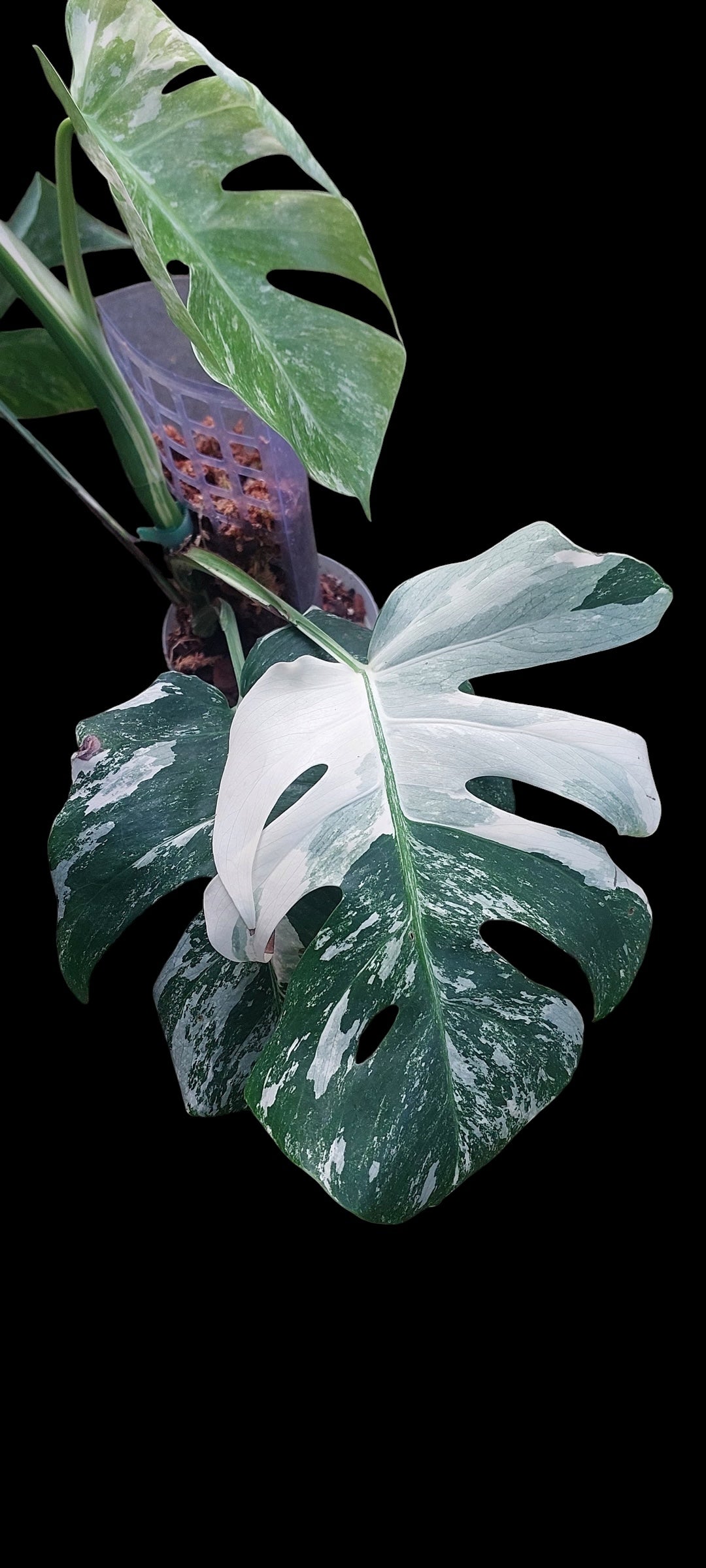 Monstera albo - Lena