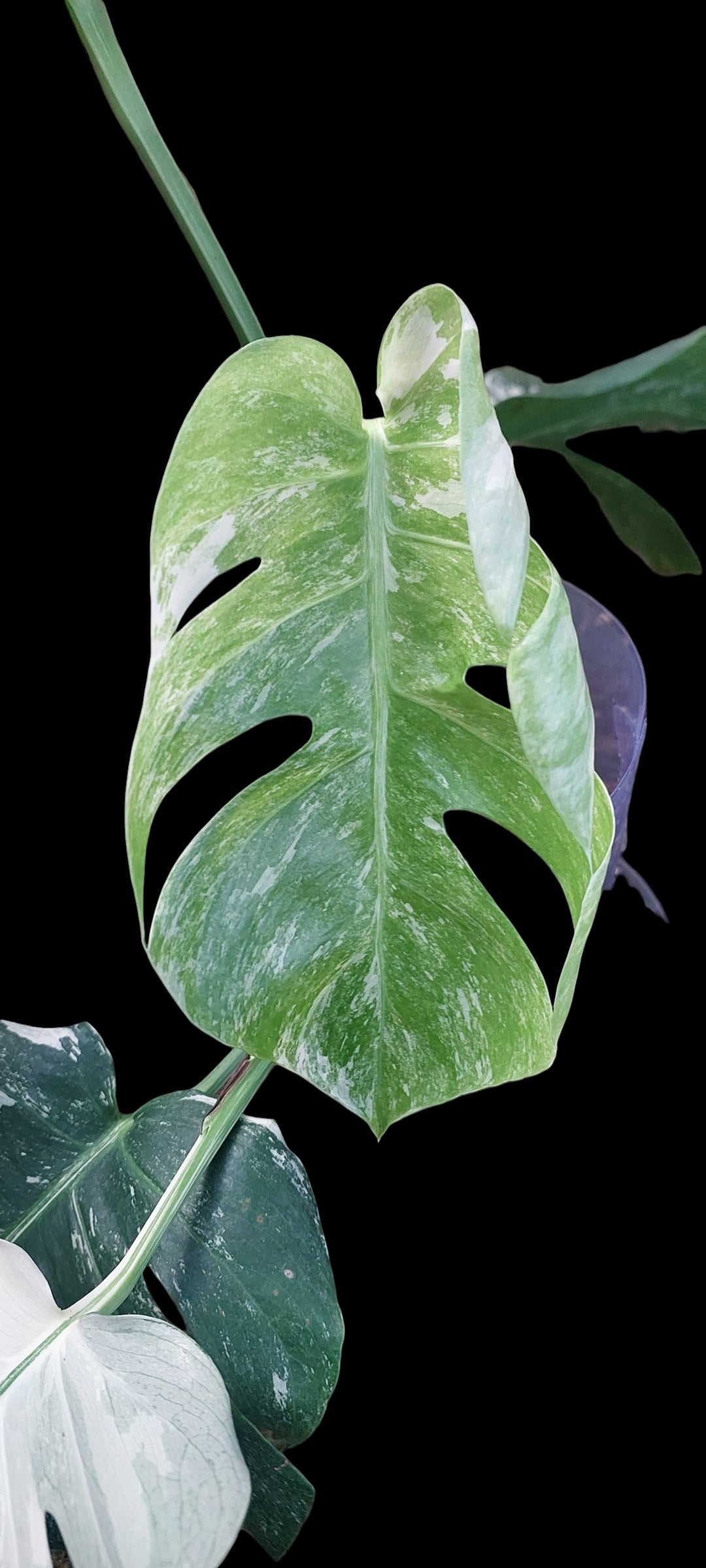 Monstera albo - Lena