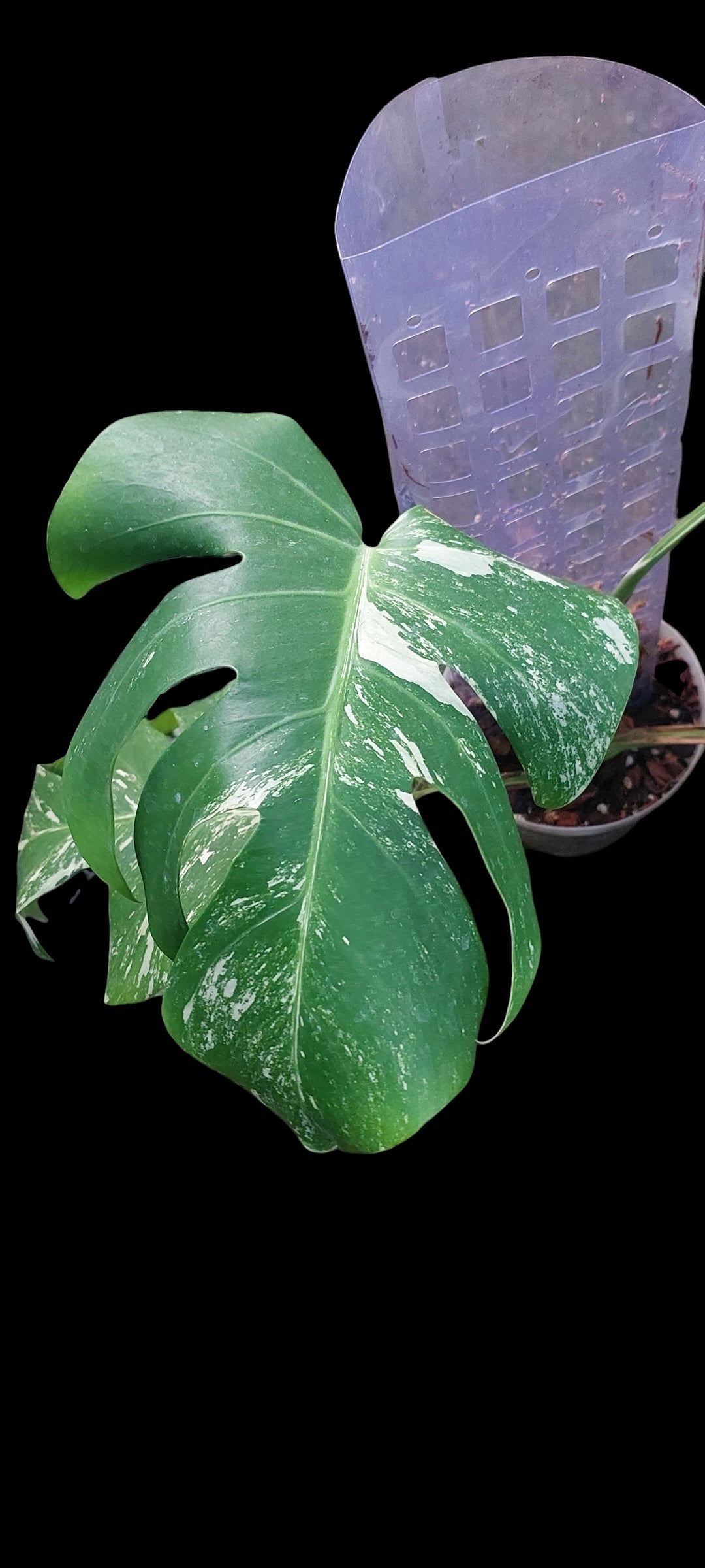 Monstera albo - Lola