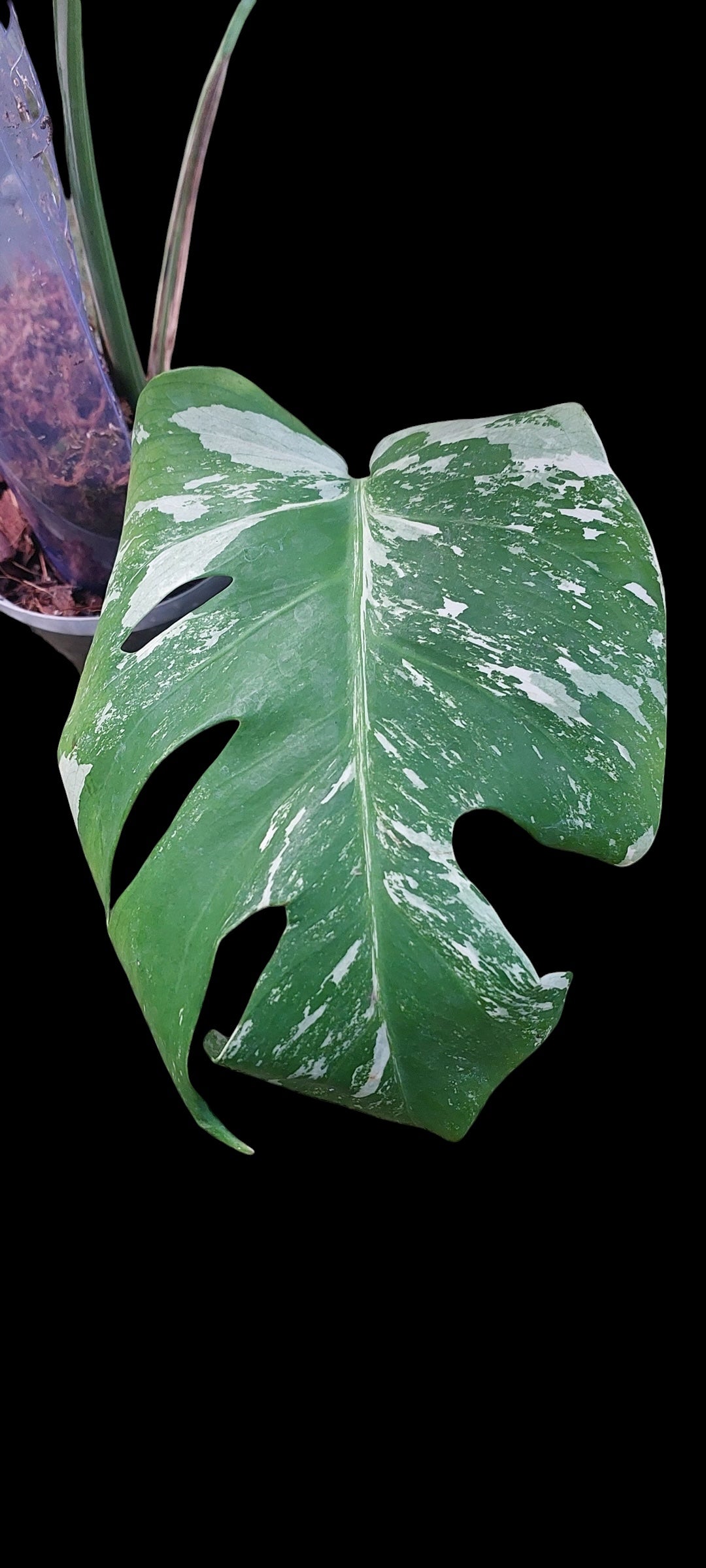 Monstera albo - Lola