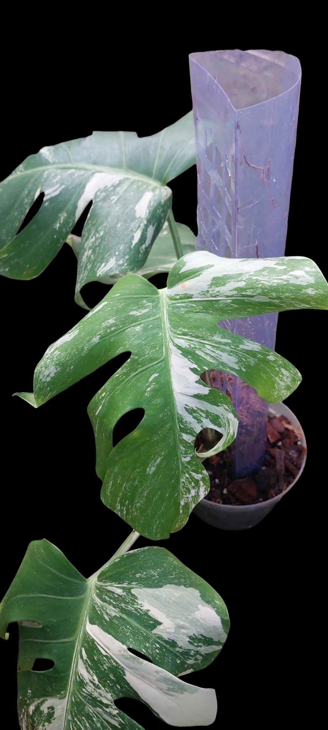 Monstera albo - Lola