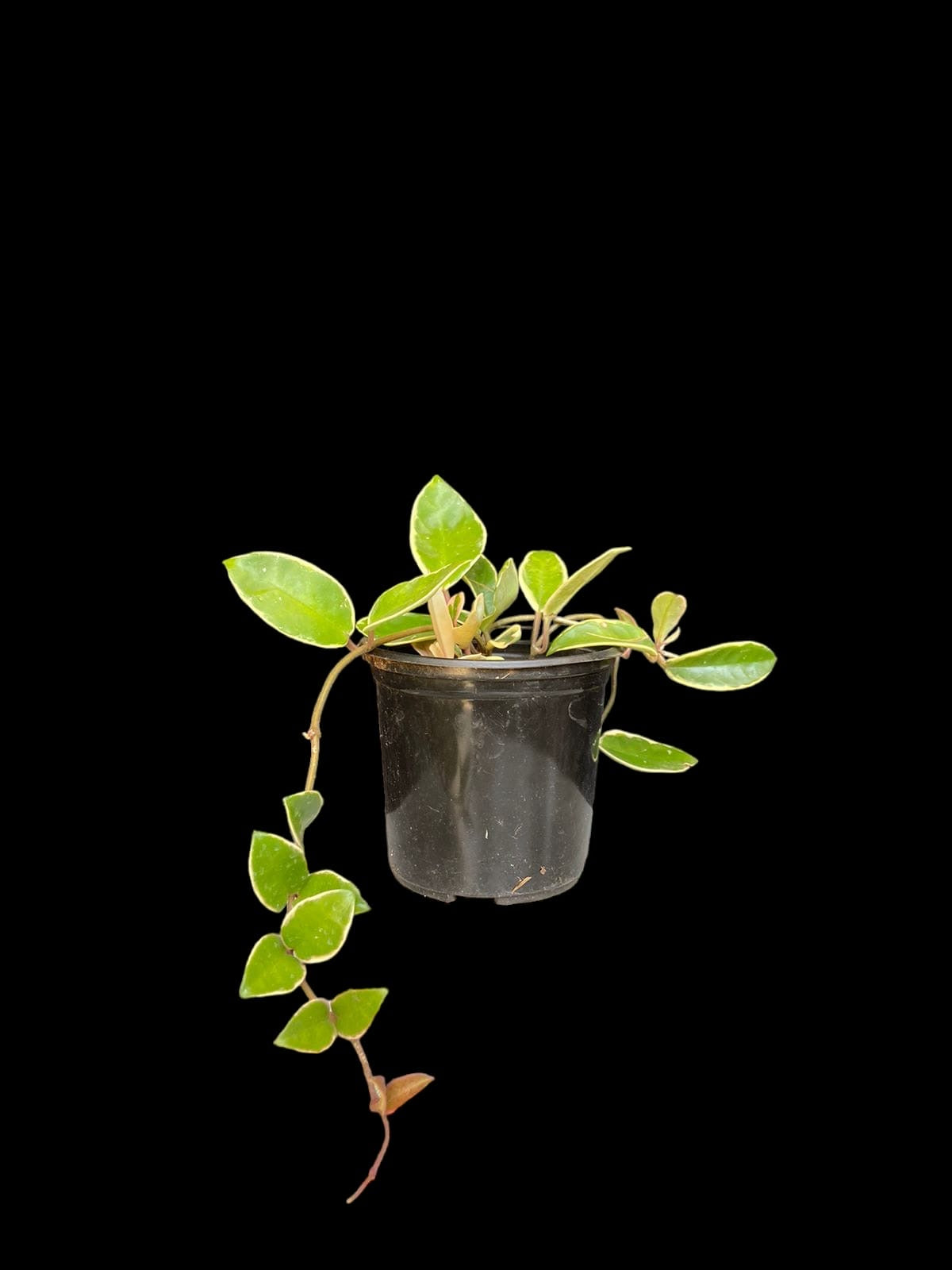 Hoya carnosa outer variegated