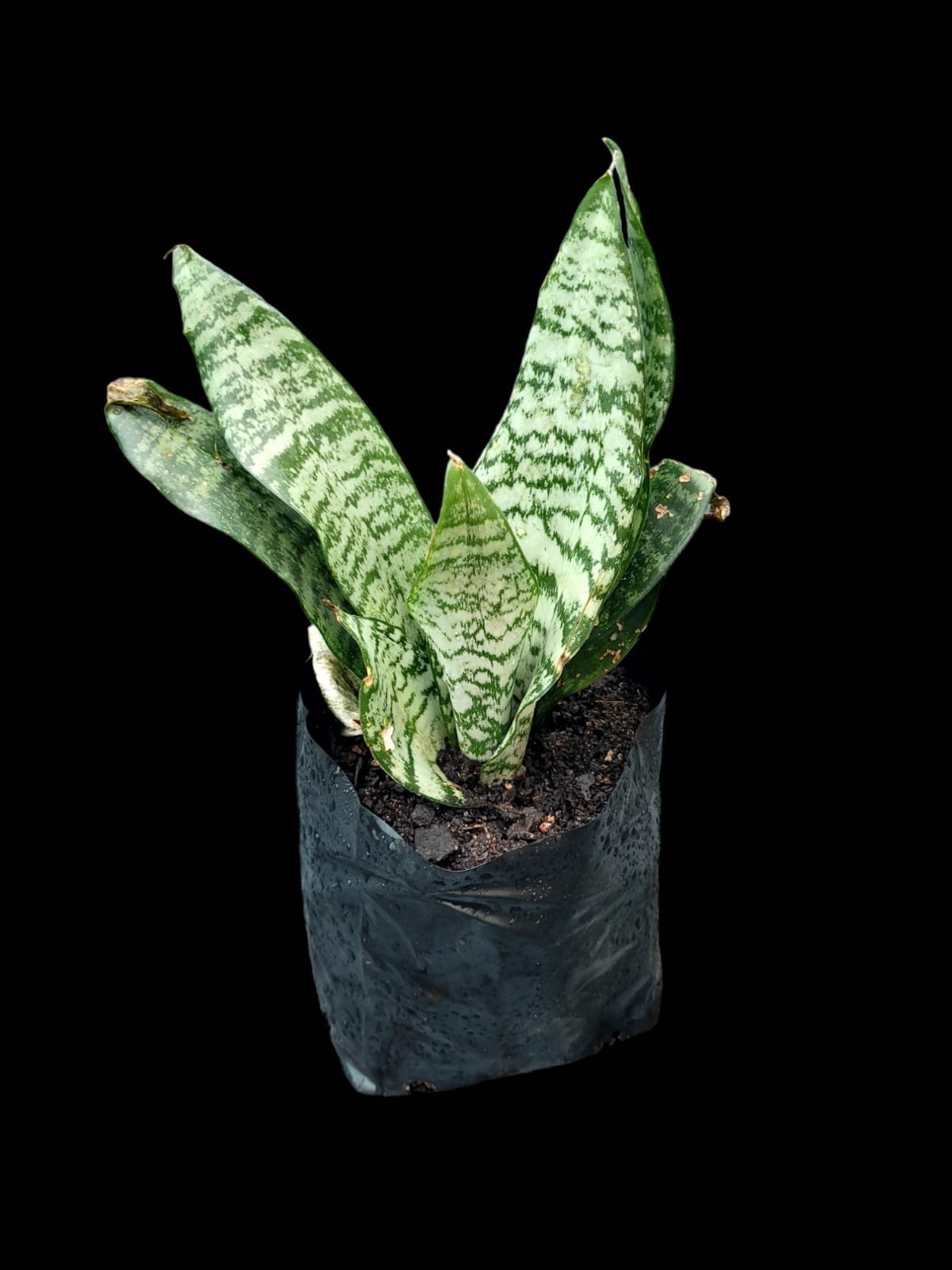 Sansevieria trifasciata