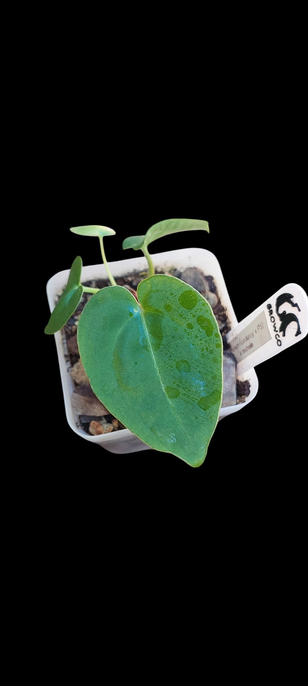 GrowCo. Seedlings - Anthurium (corduroy x fort sherman) X Michelle