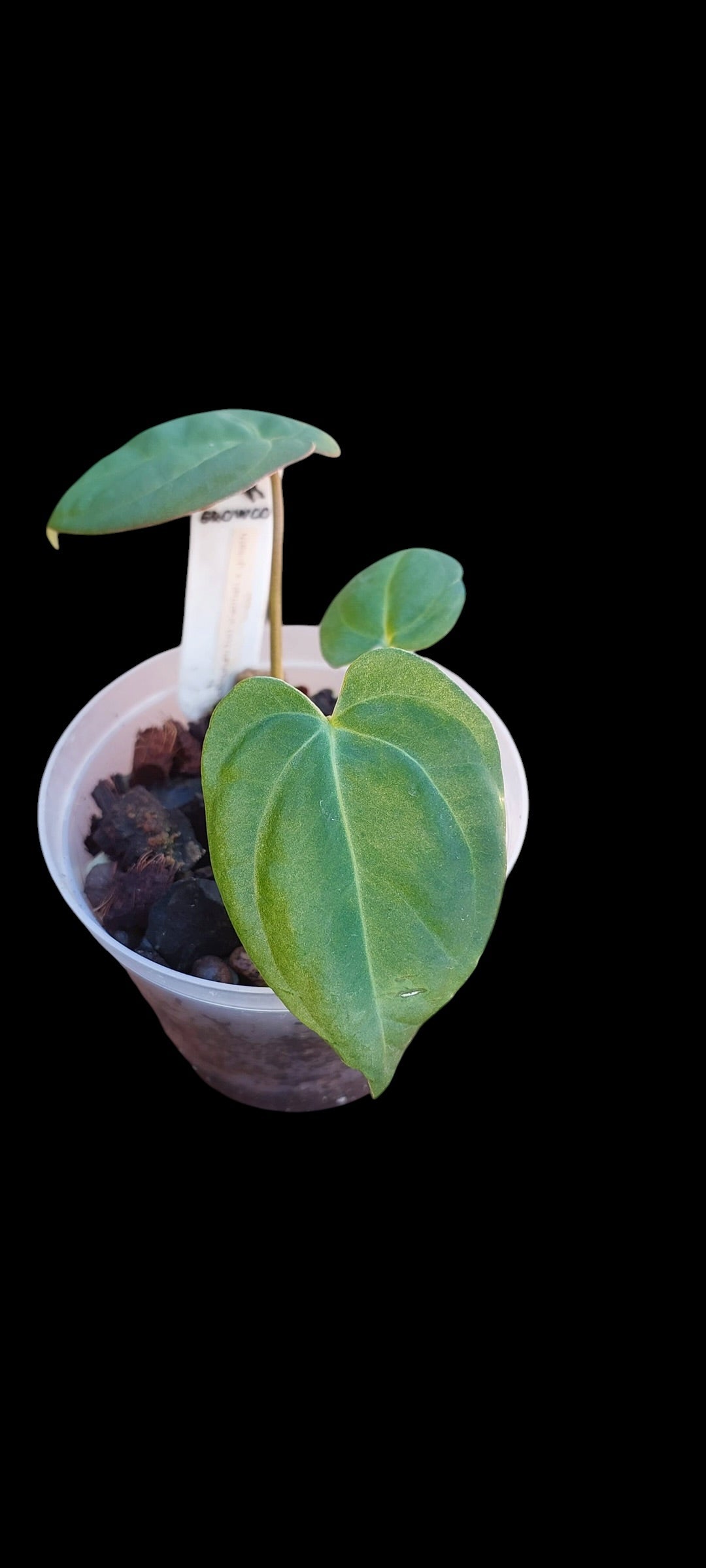 GrowCo. Seedling - Anthurium Fort Sherman x goliath