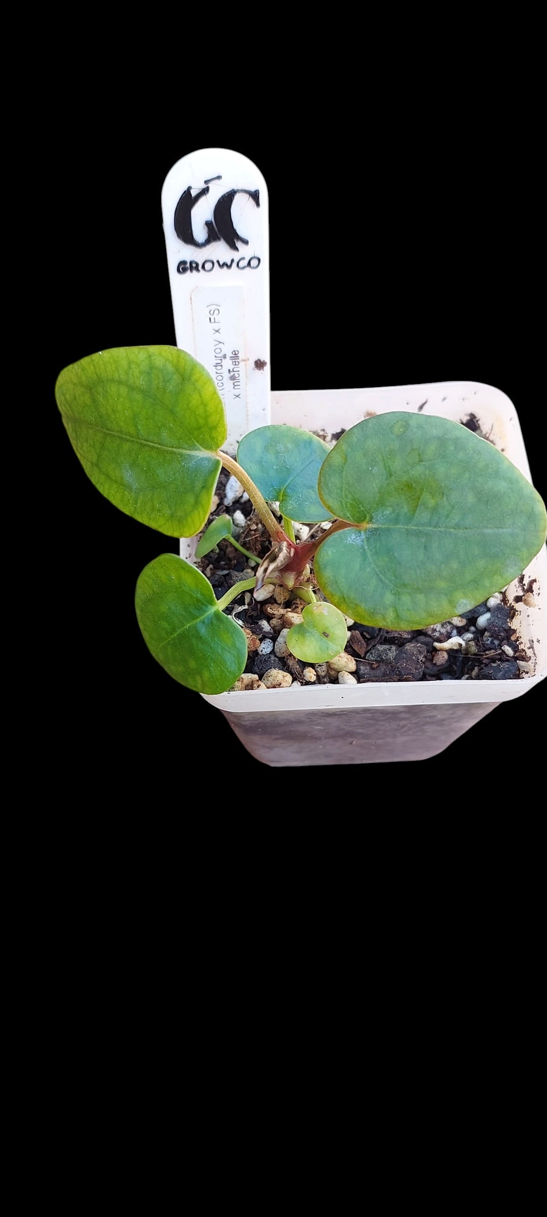 GrowCo. Seedlings - Anthurium (corduroy x fort sherman) X Michelle