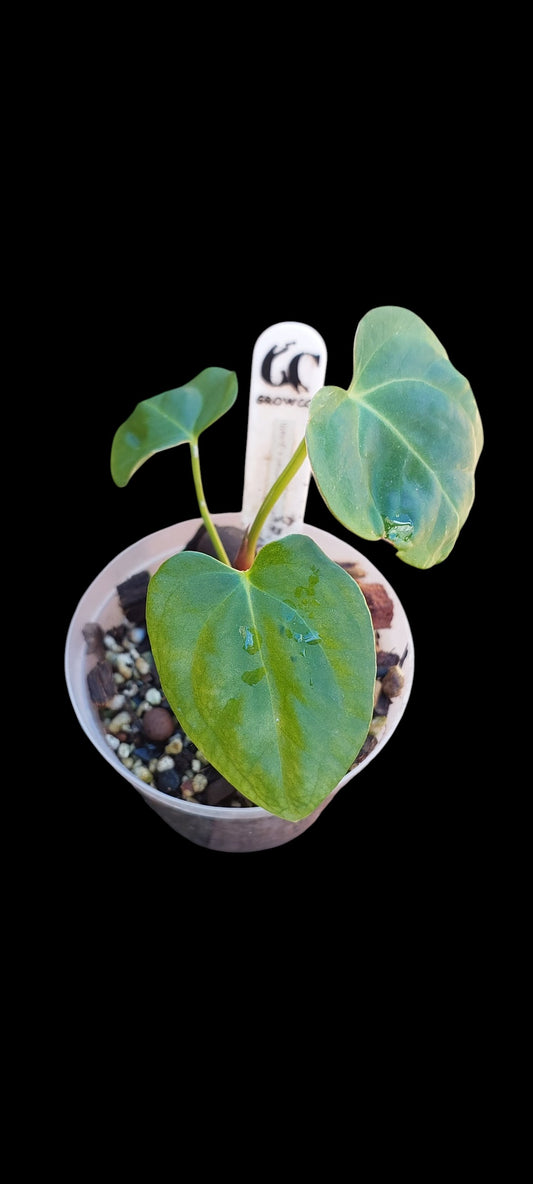 GrowCo. Seedling - Anthurium Fort Sherman x goliath