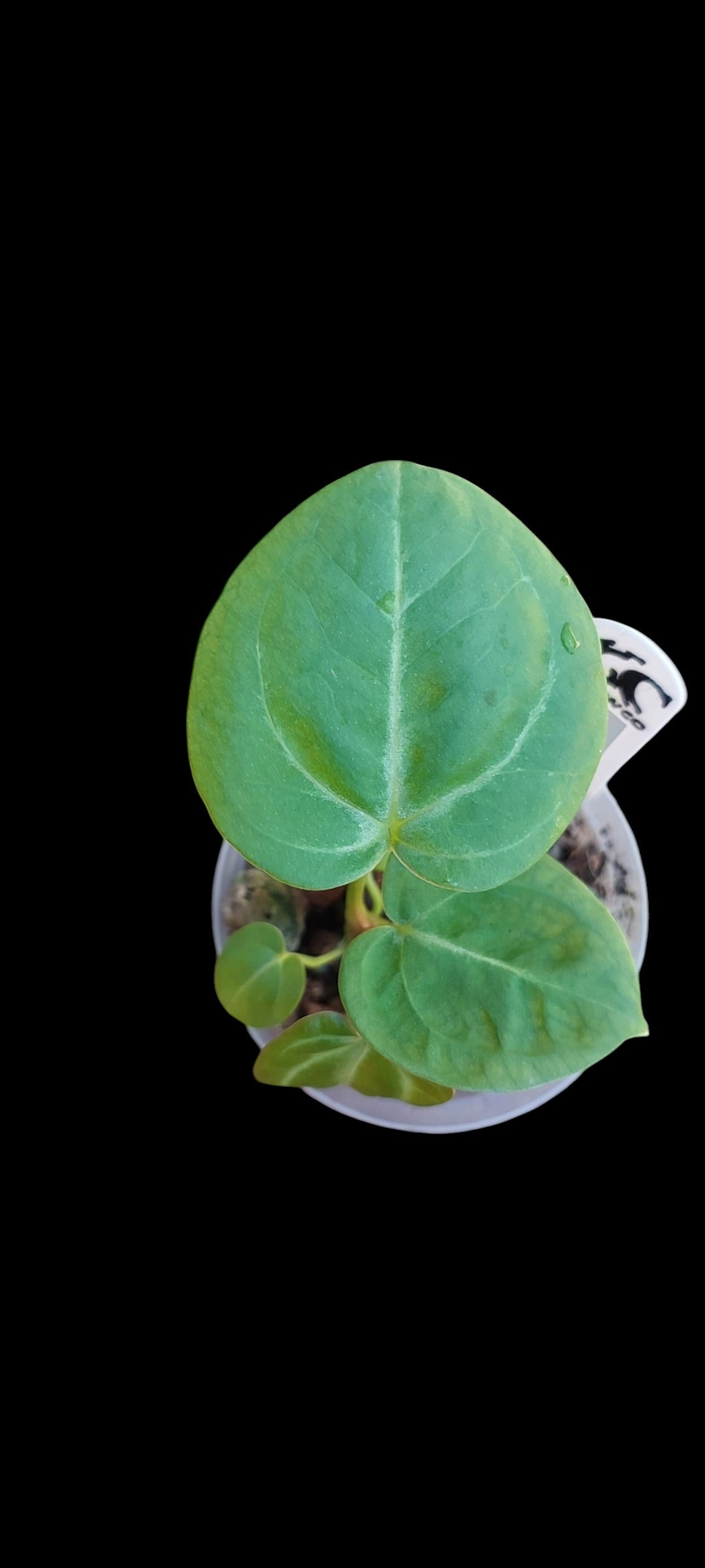 GrowCo. Seedling - Anthurium Silver blush x KOS HU F2