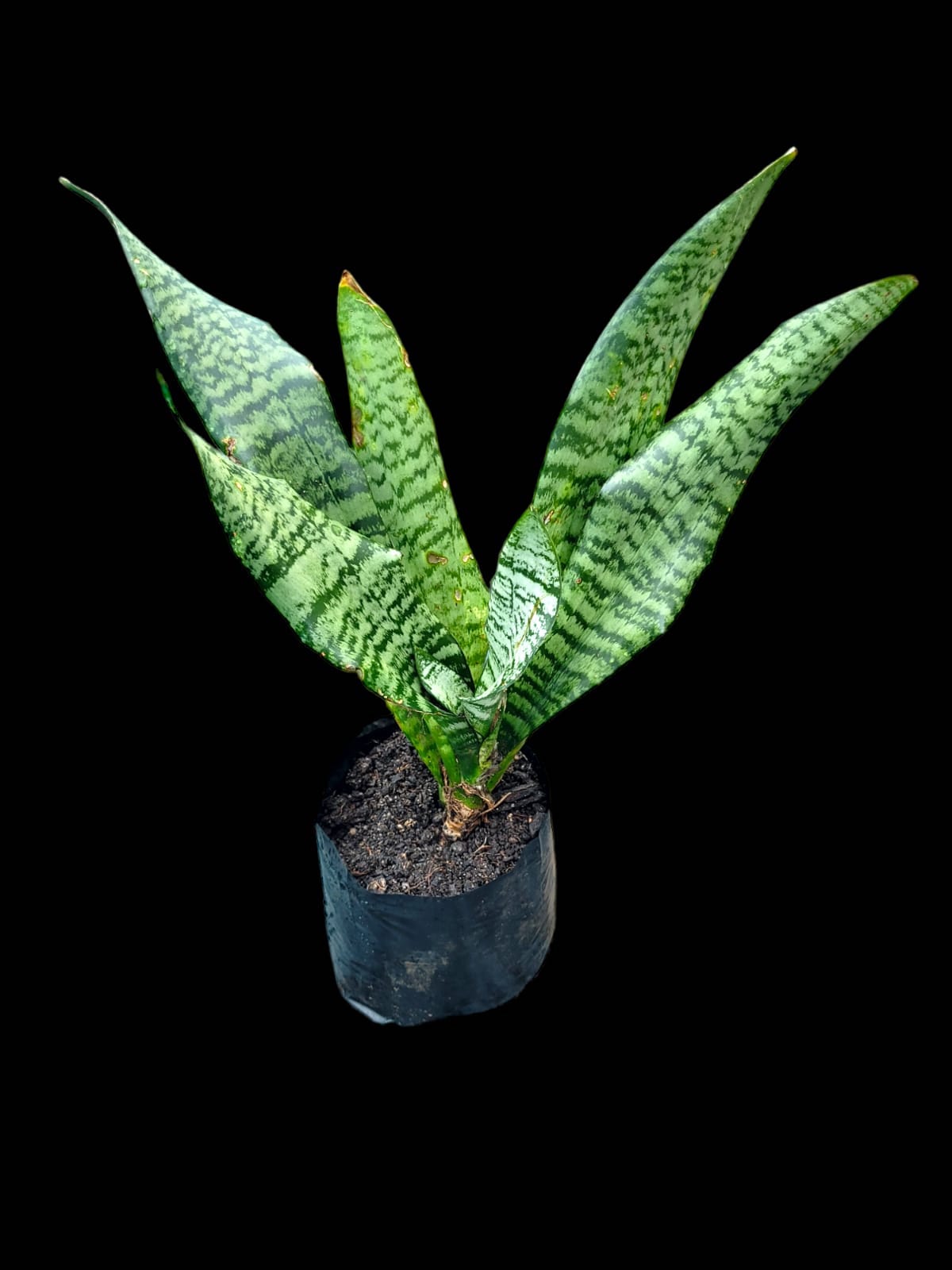 Sansevieria trifasciata