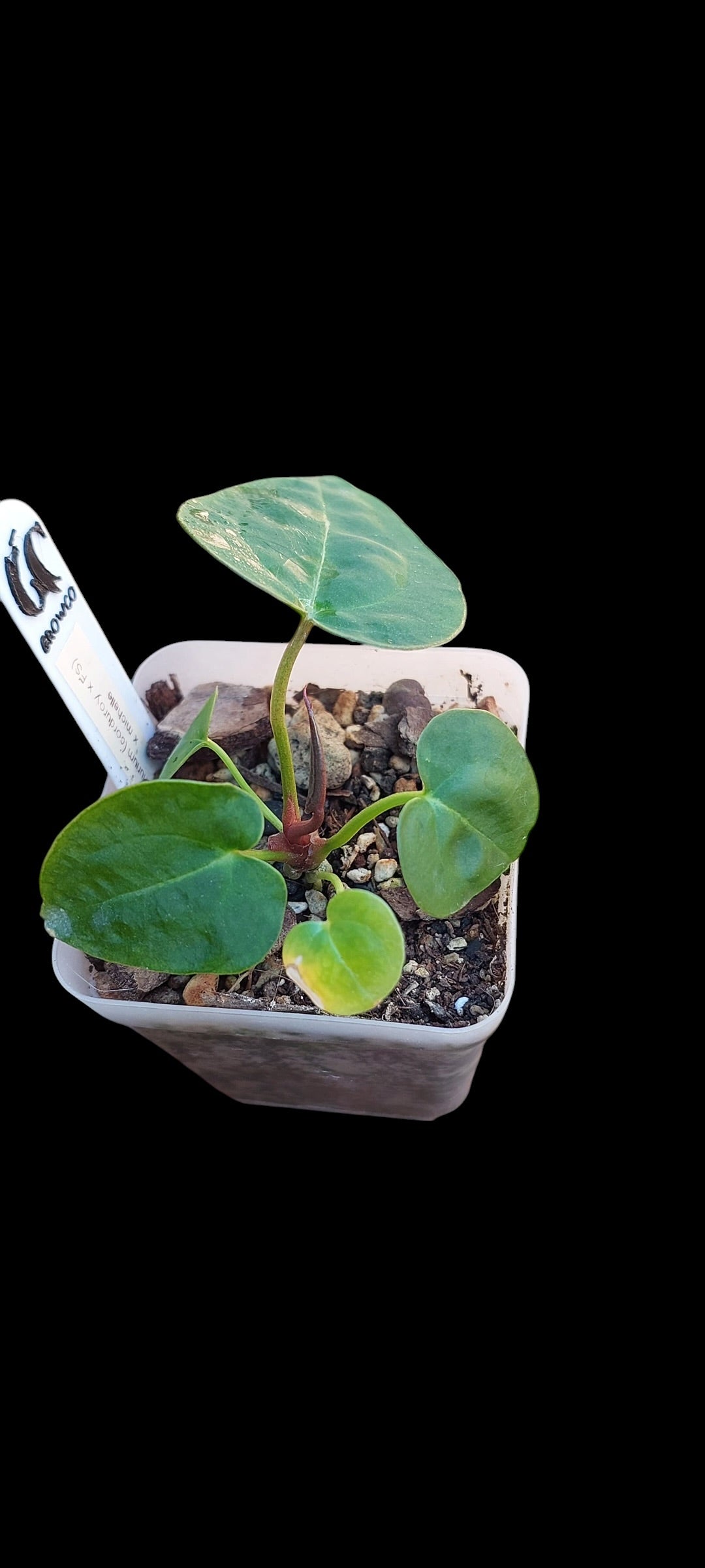 GrowCo. Seedlings - Anthurium (corduroy x fort sherman) X Michelle