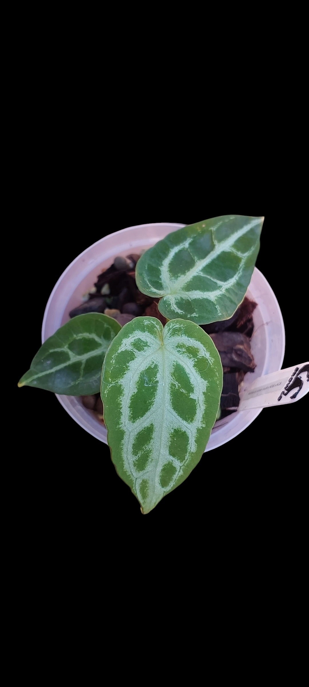 GrowCo. Seedling - Anthurium (Silverblush x KOS HU) X KOS HU