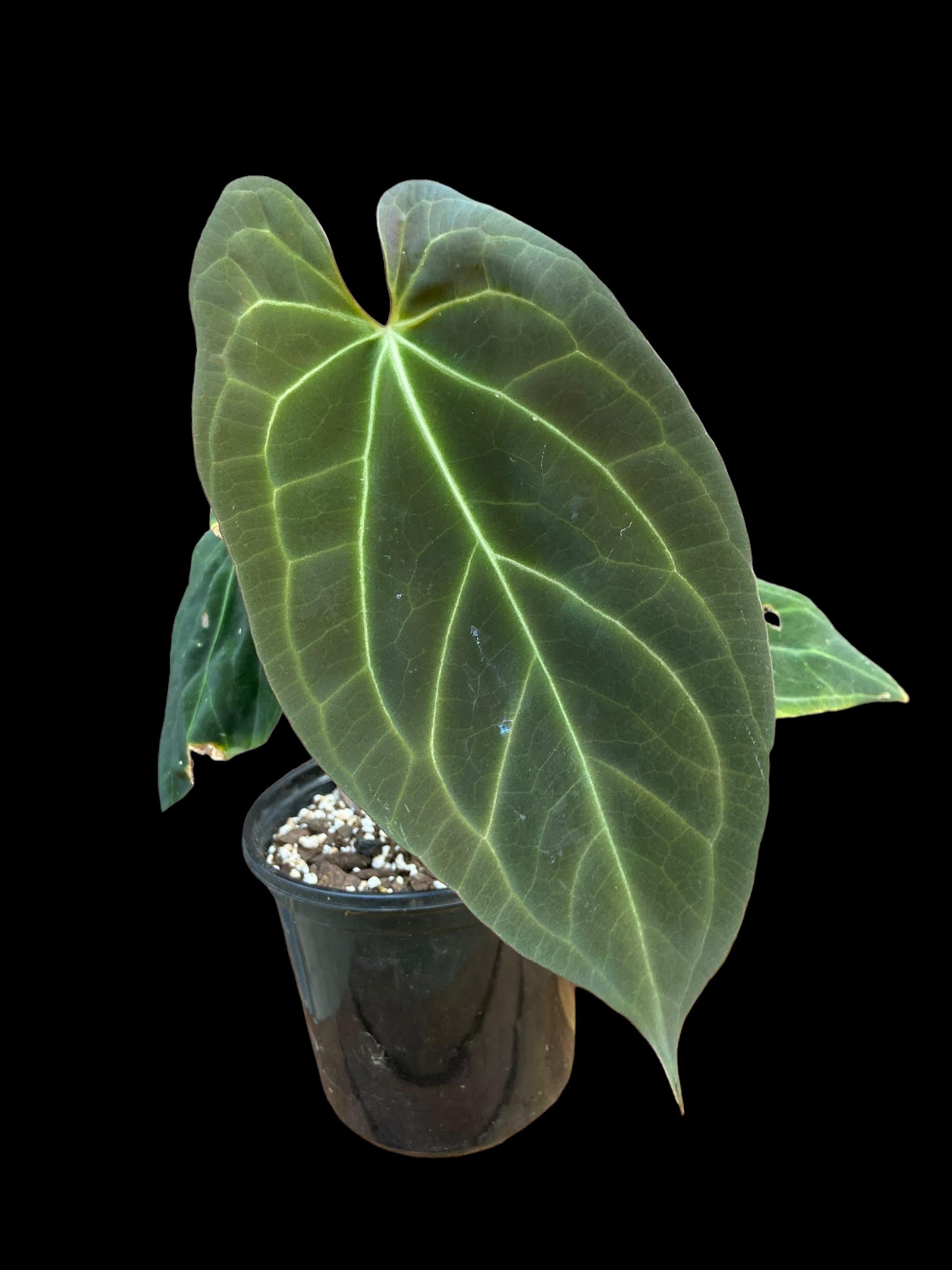 Anthuriums – GrowCo Nursery