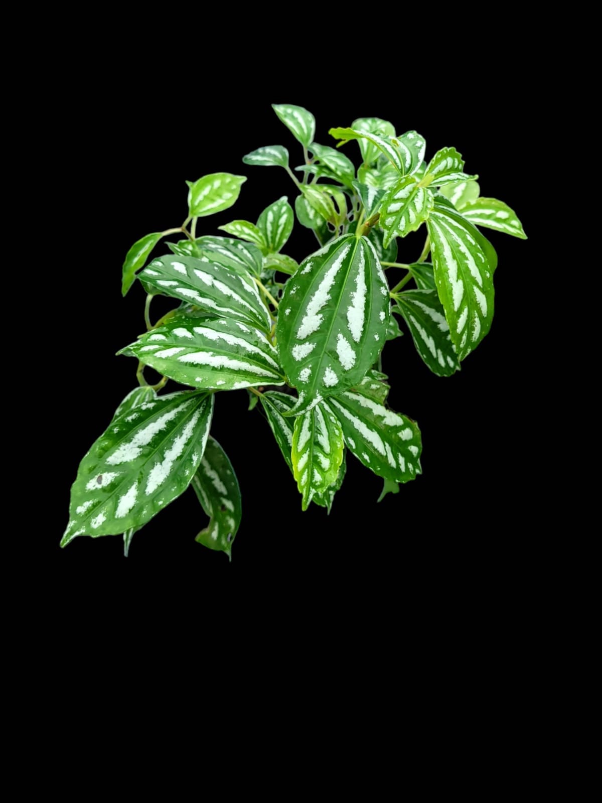 Pilea cadierei