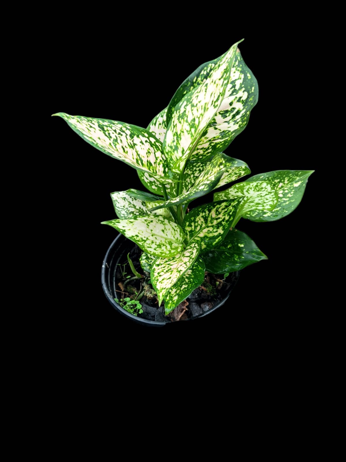 Aglaonema etta rose