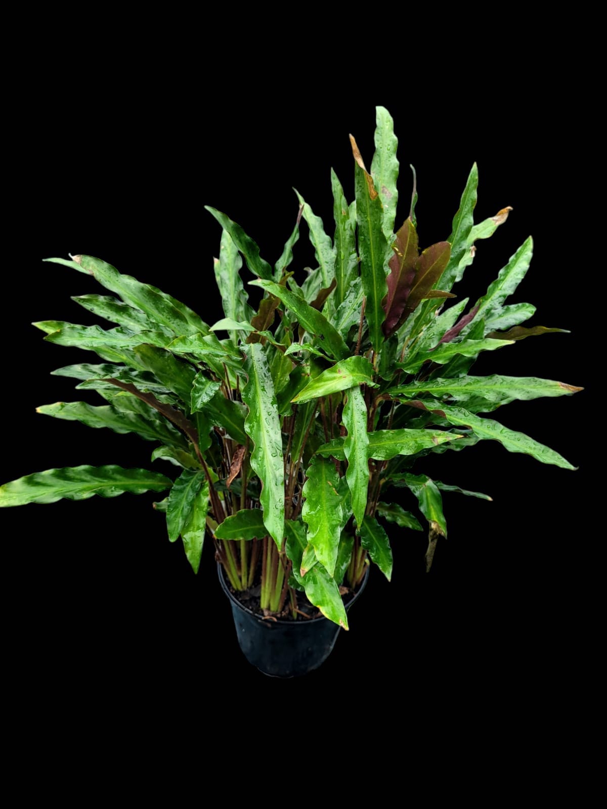 Calathea rufibarba