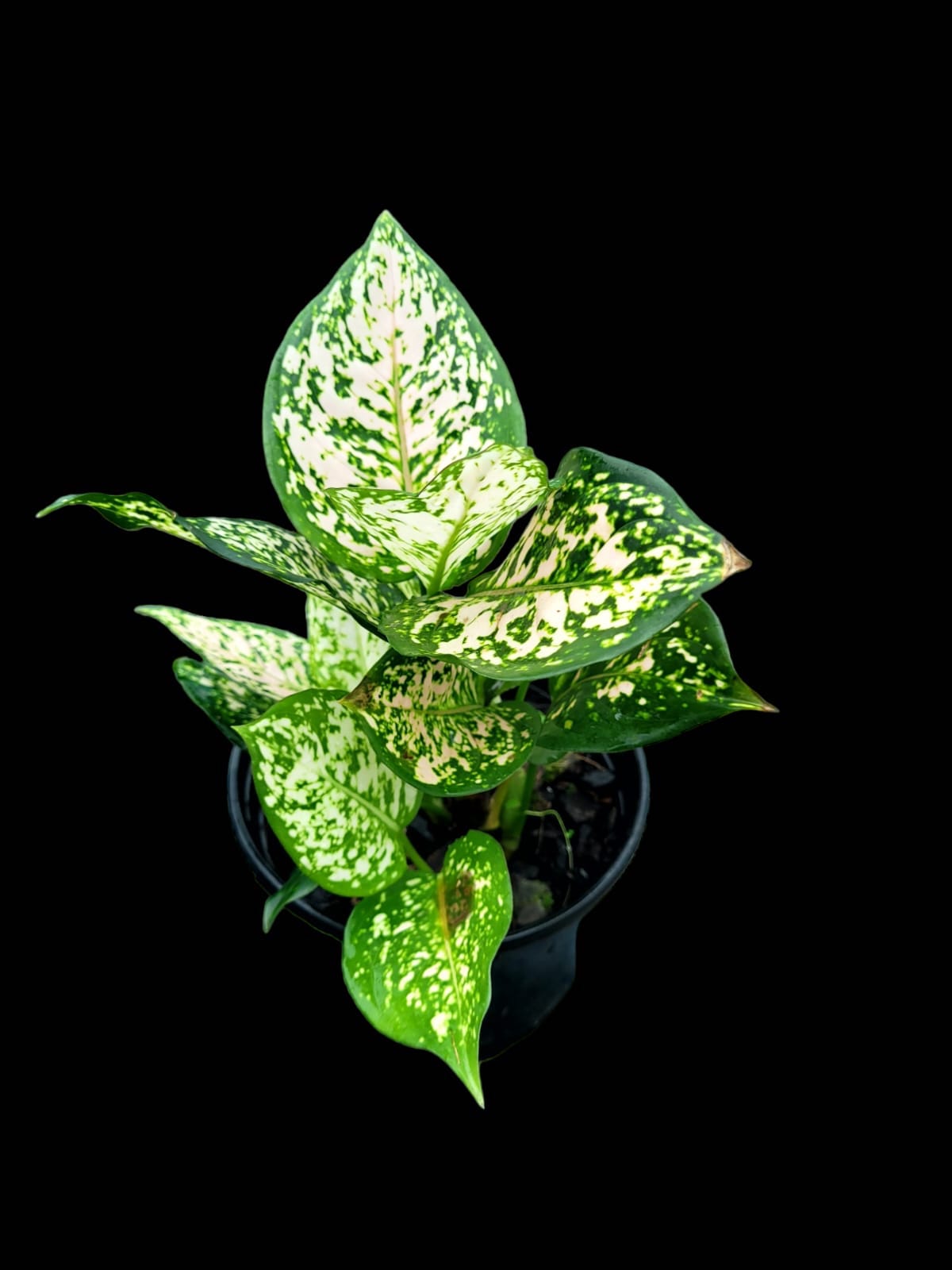 Aglaonema etta rose – GrowCo Nursery