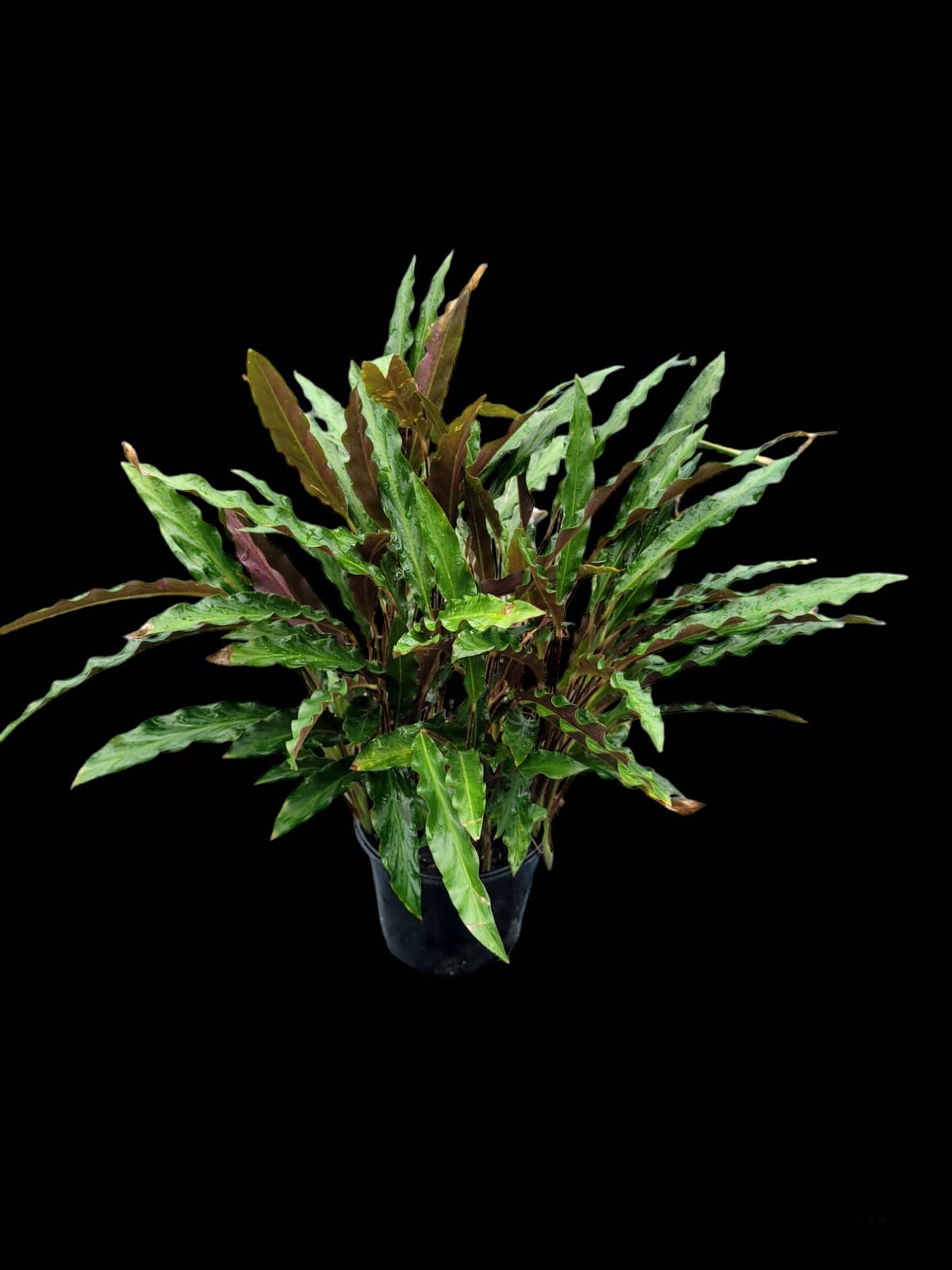 Calathea rufibarba