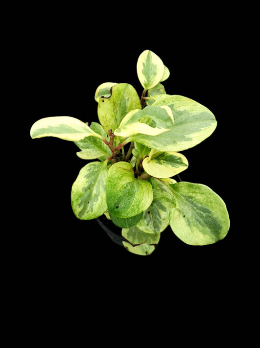 Peperomia obtusifolia variegata