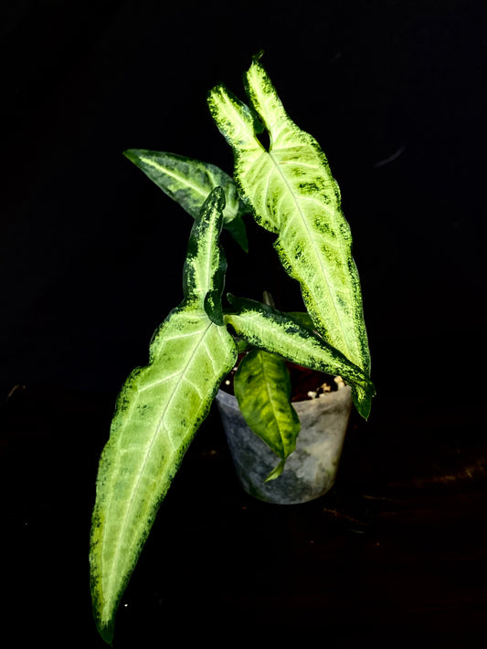 Syngonium podophyllum narrow
