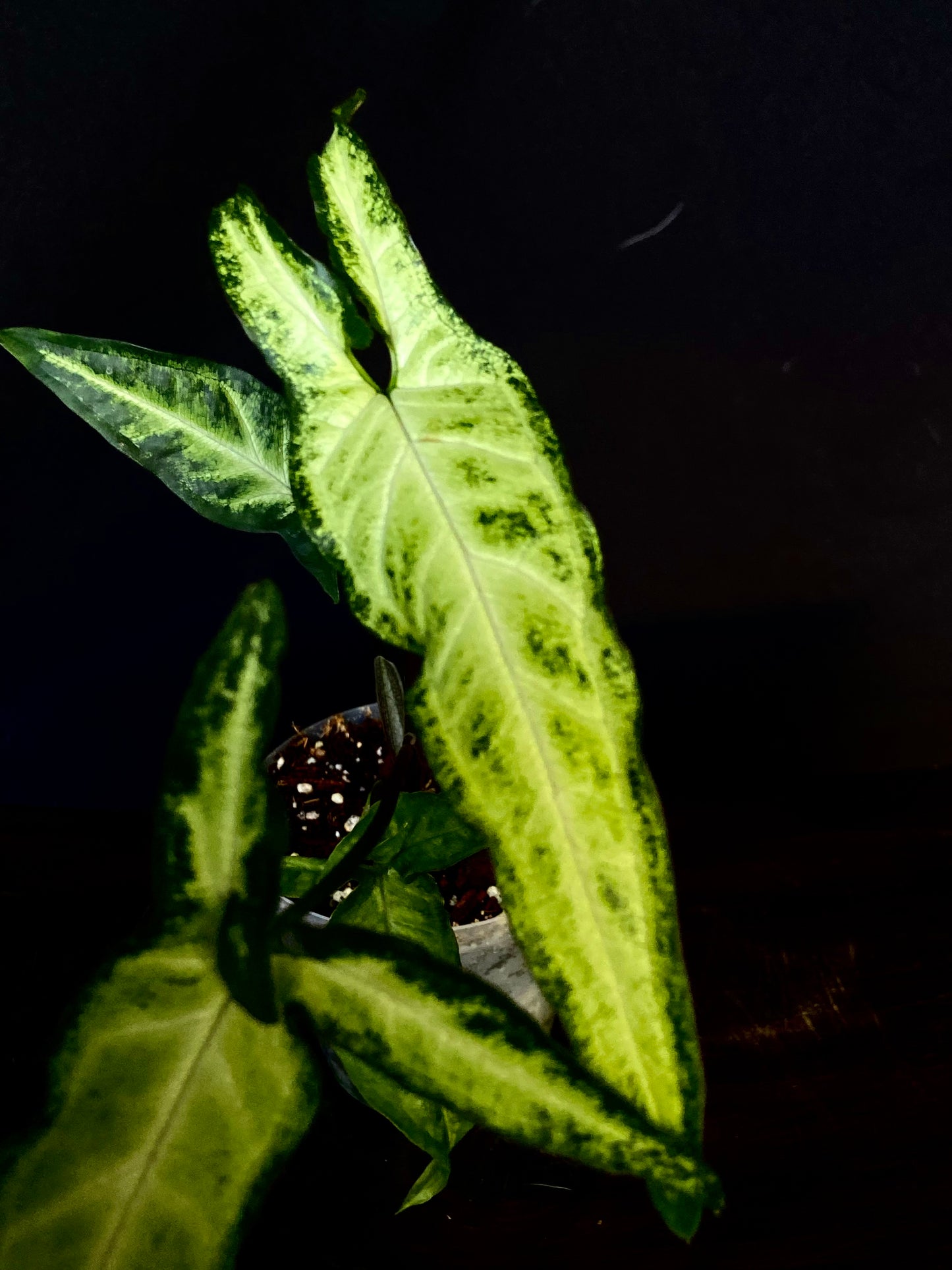 Syngonium podophyllum narrow