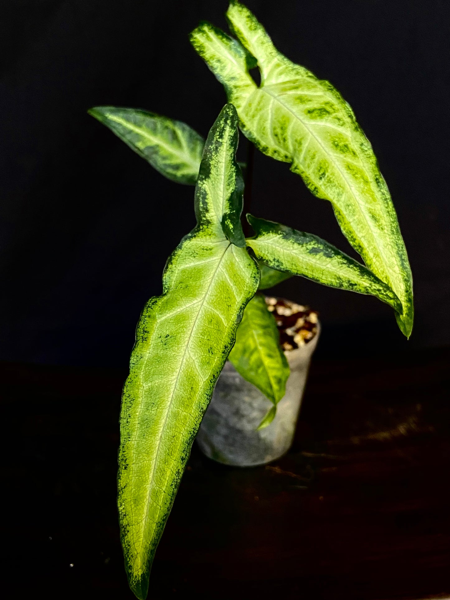 Syngonium podophyllum narrow