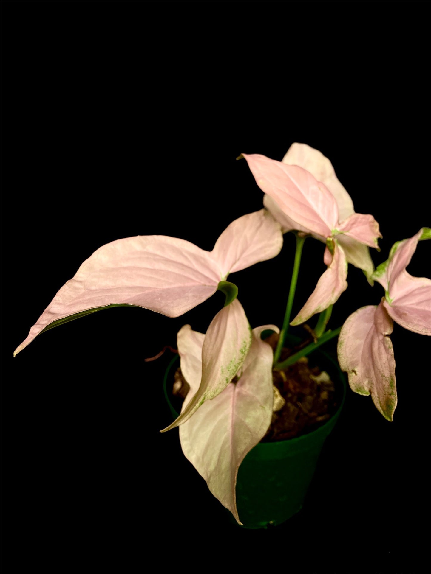 Syngonium pink tri-leaf