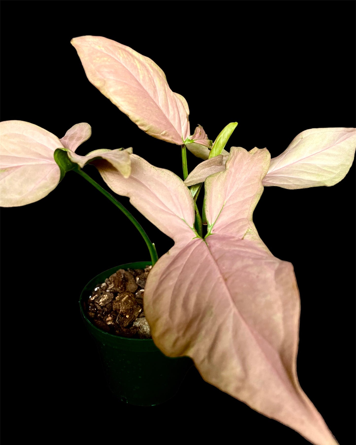 Syngonium pink tri-leaf