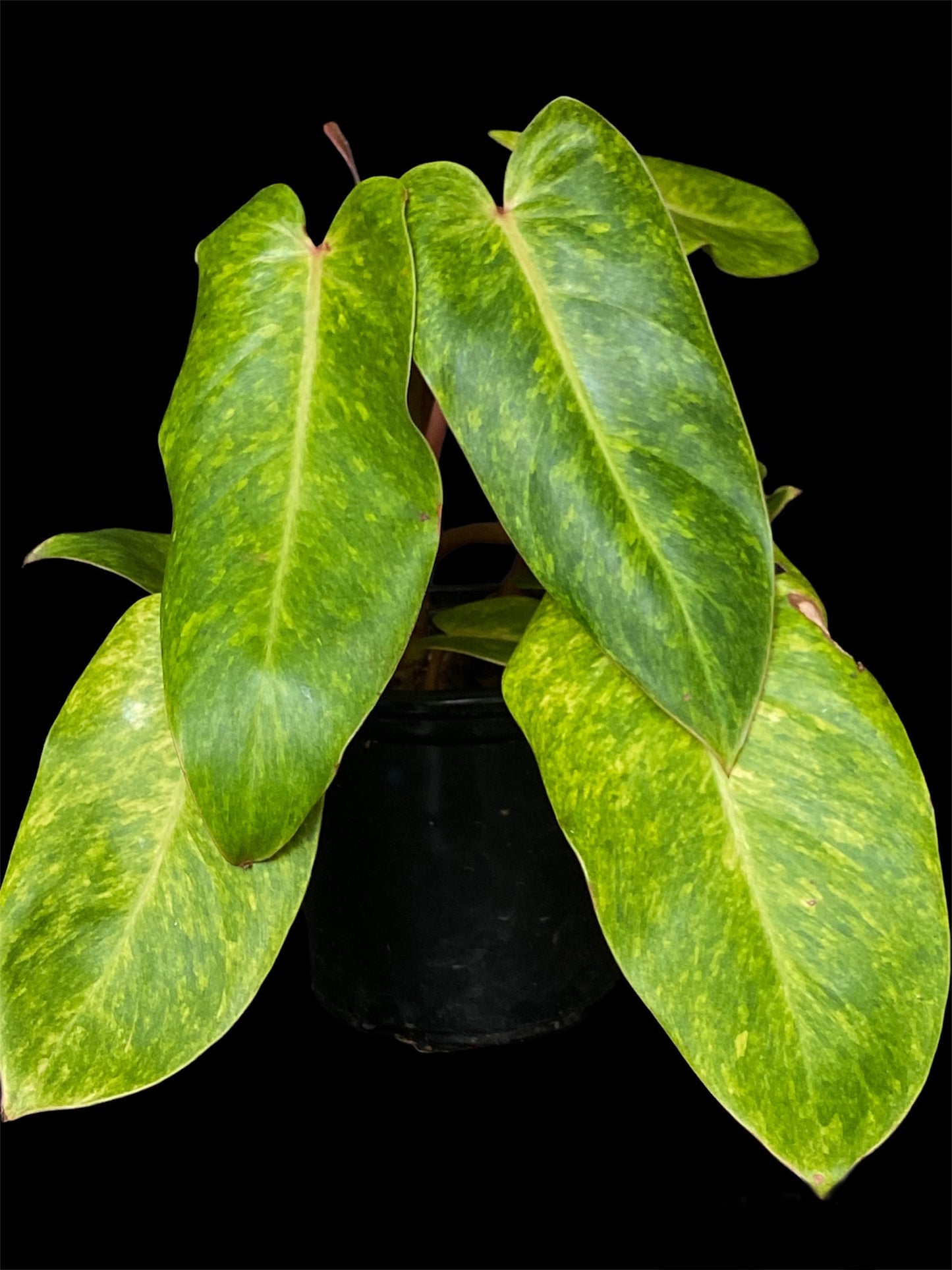 Philodendron painted lady