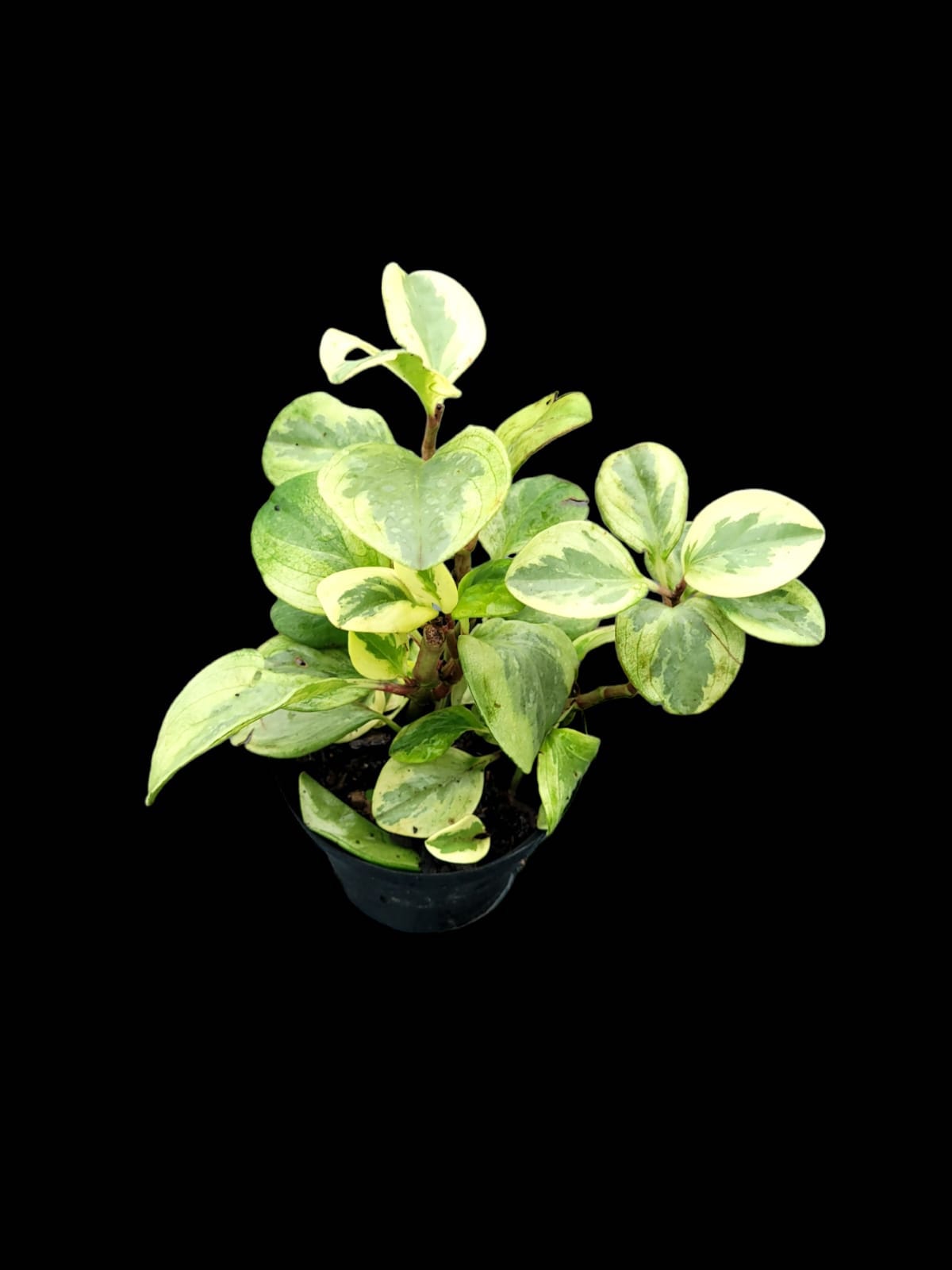 Peperomia obtusifolia variegata