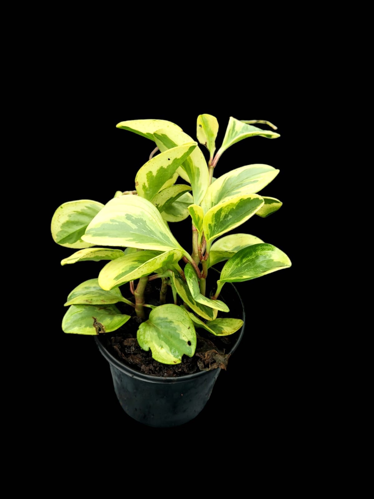 Peperomia obtusifolia variegata