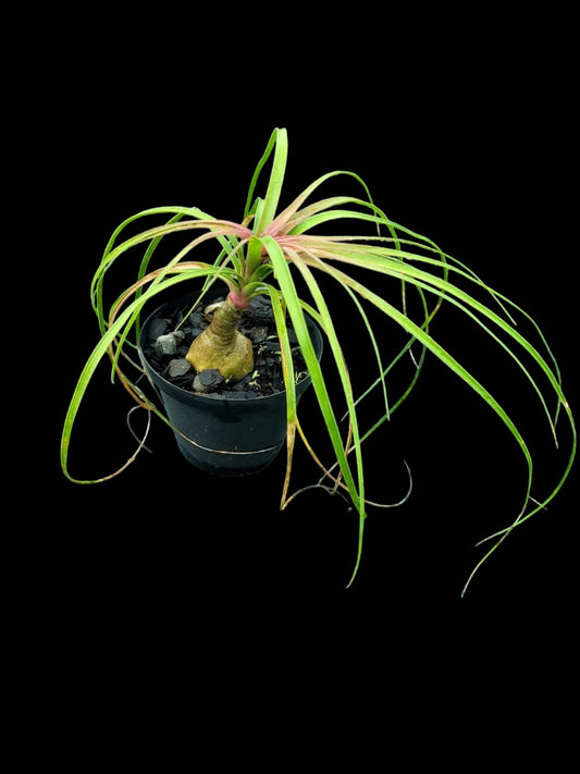 Beaucarna recurvata - ‘Elephants Foot Tree or Ponytail Palm’
