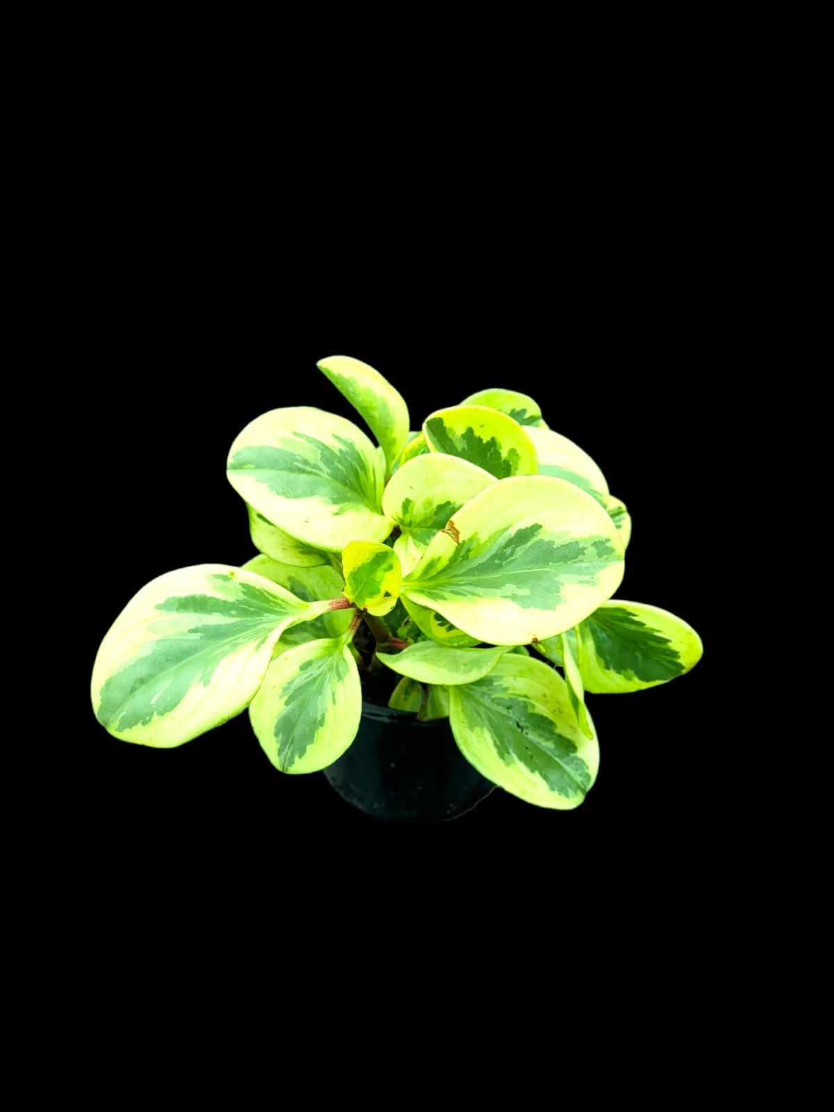 Peperomia obtusifolia variegata